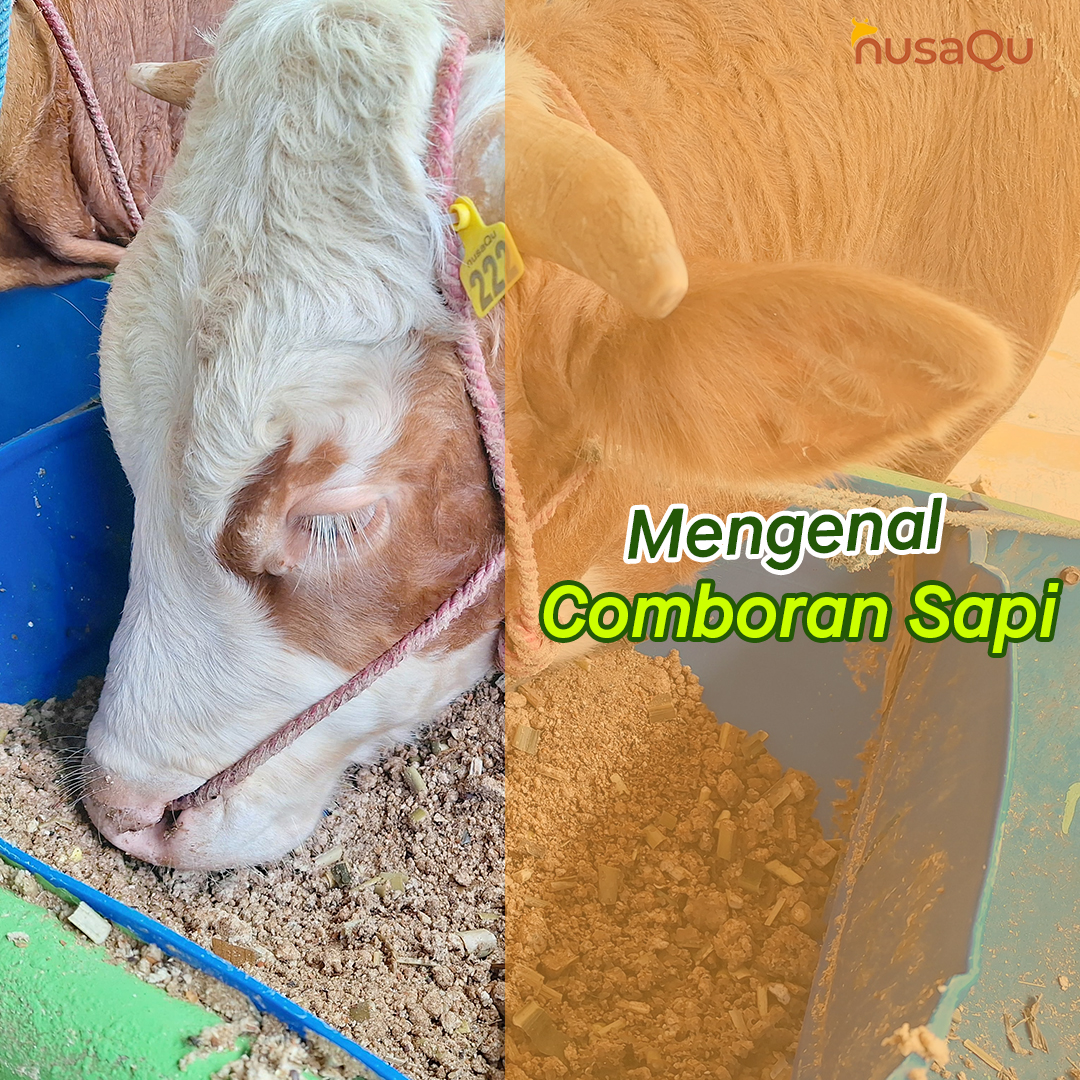 Gambar Artikel